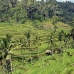 rice_ubud_v_0033_bal0848.jpg